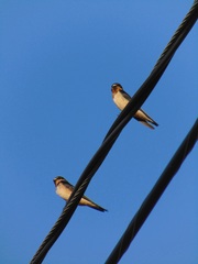 Hirundo rustica