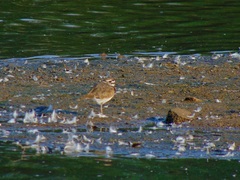 Charadrius vociferus