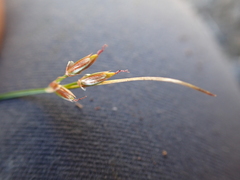 Juncus parryi