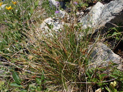 Juncus parryi