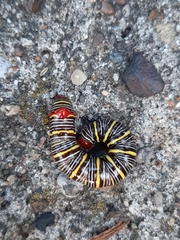 Didugua argentilinea