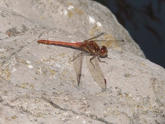 Sympetrum striolatum