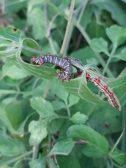 Didugua argentilinea
