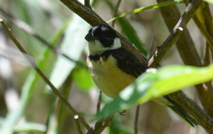 Sporophila torqueola