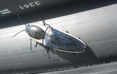 Chalcolepidius apacheanus