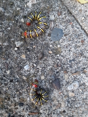 Didugua argentilinea