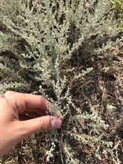 Krascheninnikovia lanata