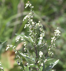 Artemisia montana