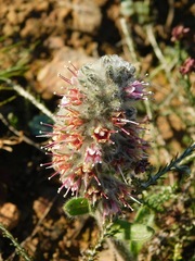 Echiostachys ecklonianus