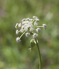 Angelica decursiva