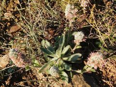 Echiostachys ecklonianus