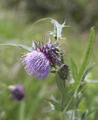 Cirsium yatsu-alpicola