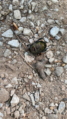 Geotrupes splendidus