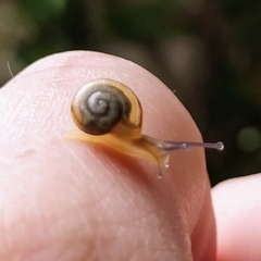 Gastropoda