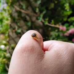 Gastropoda