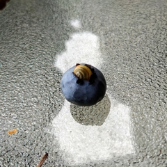 Gastropoda
