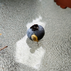 Gastropoda