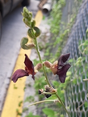 Macroptilium atropurpureum