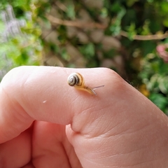 Gastropoda