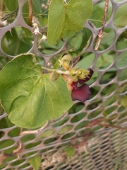 Macroptilium atropurpureum