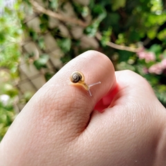 Gastropoda
