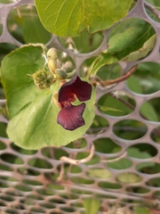 Macroptilium atropurpureum