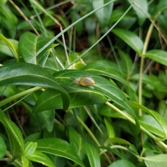 Gastropoda