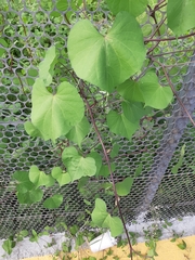 Macroptilium atropurpureum