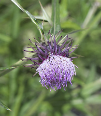 Cirsium yatsu-alpicola