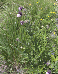 Cirsium yatsu-alpicola