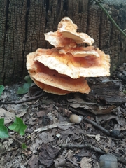Laetiporus sulphureus