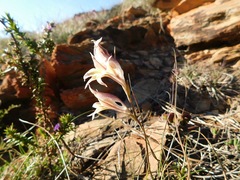 Gladiolus permeabilis