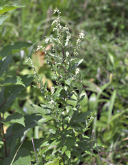 Artemisia montana