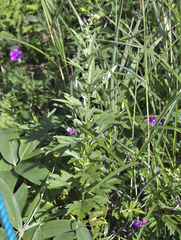 Artemisia montana