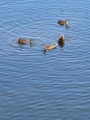 Anas platyrhynchos