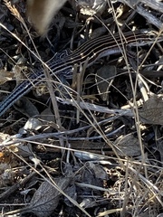 Aspidoscelis labialis