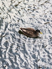 Anas platyrhynchos