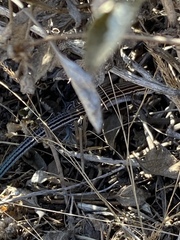 Aspidoscelis labialis