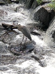 Ardea herodias