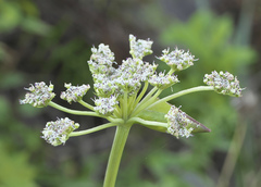 Angelica decursiva