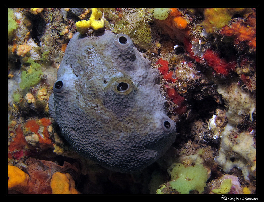 Bath Sponge (Marine Life of the Mediterranean) · iNaturalist