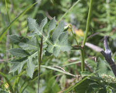Angelica decursiva
