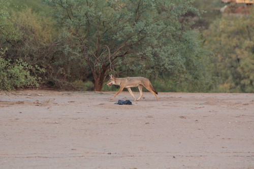 Coyote photographed in Arizona