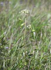 Angelica decursiva