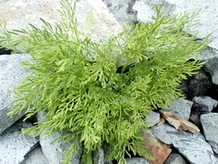 Cryptogramma cascadensis