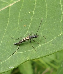 Strangalia acuminata