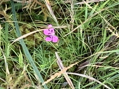 Dianthus deltoides deltoides