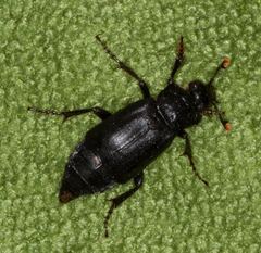Nicrophorus nigrita
