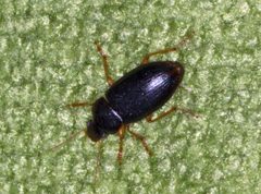 Notiobia