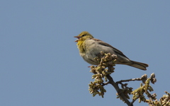 Emberiza cineracea